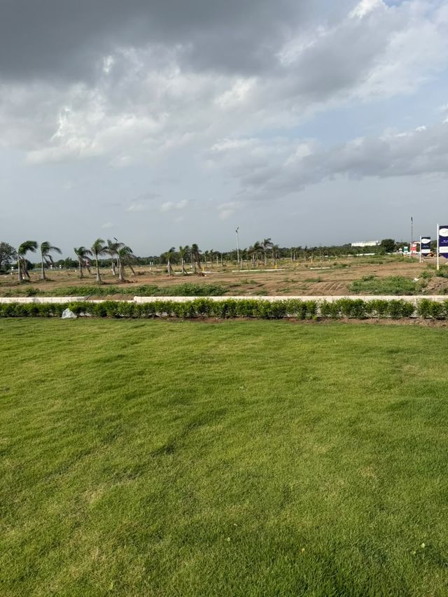 Landscaped Green Lawn & Palm Tree Plantation